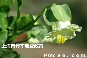 上海市停车收费政策 上海市停车收费政策