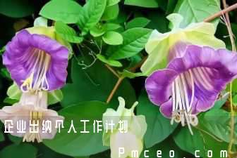 企业出纳个人工作计划 企业出纳个人工作计划