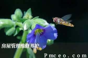 房屋管理维修养护 房屋管理维修养护