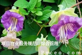 项目物业服务规范:综合管理 项目物业服务规范:综合管理